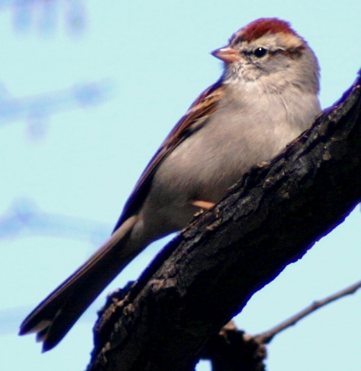 chipping sparrow adult durham 40305.JPG
